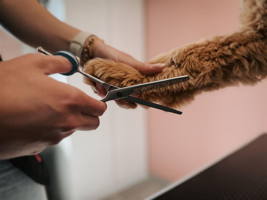 Hondentrimster knipt voorzichtig de vacht van een hond bij