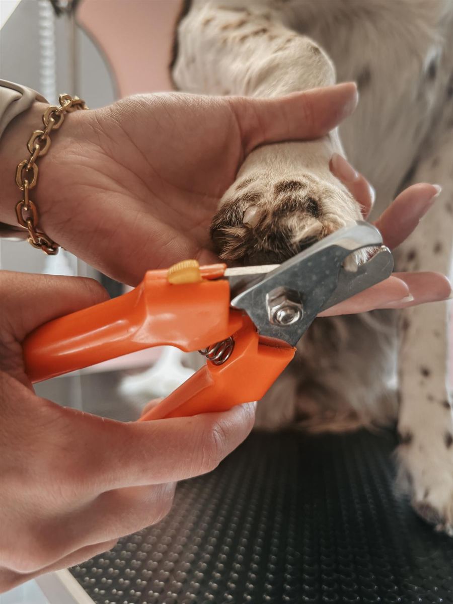 Nagels van een hond worden voorzichtig geknipt