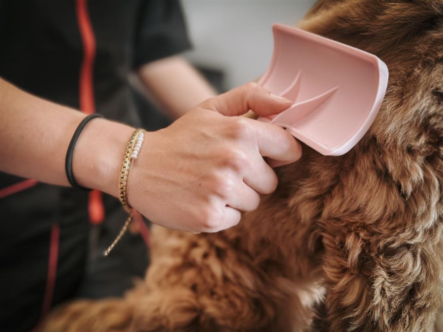 Vacht van een hond wordt voorzichtig ontklit met een zachte borstel