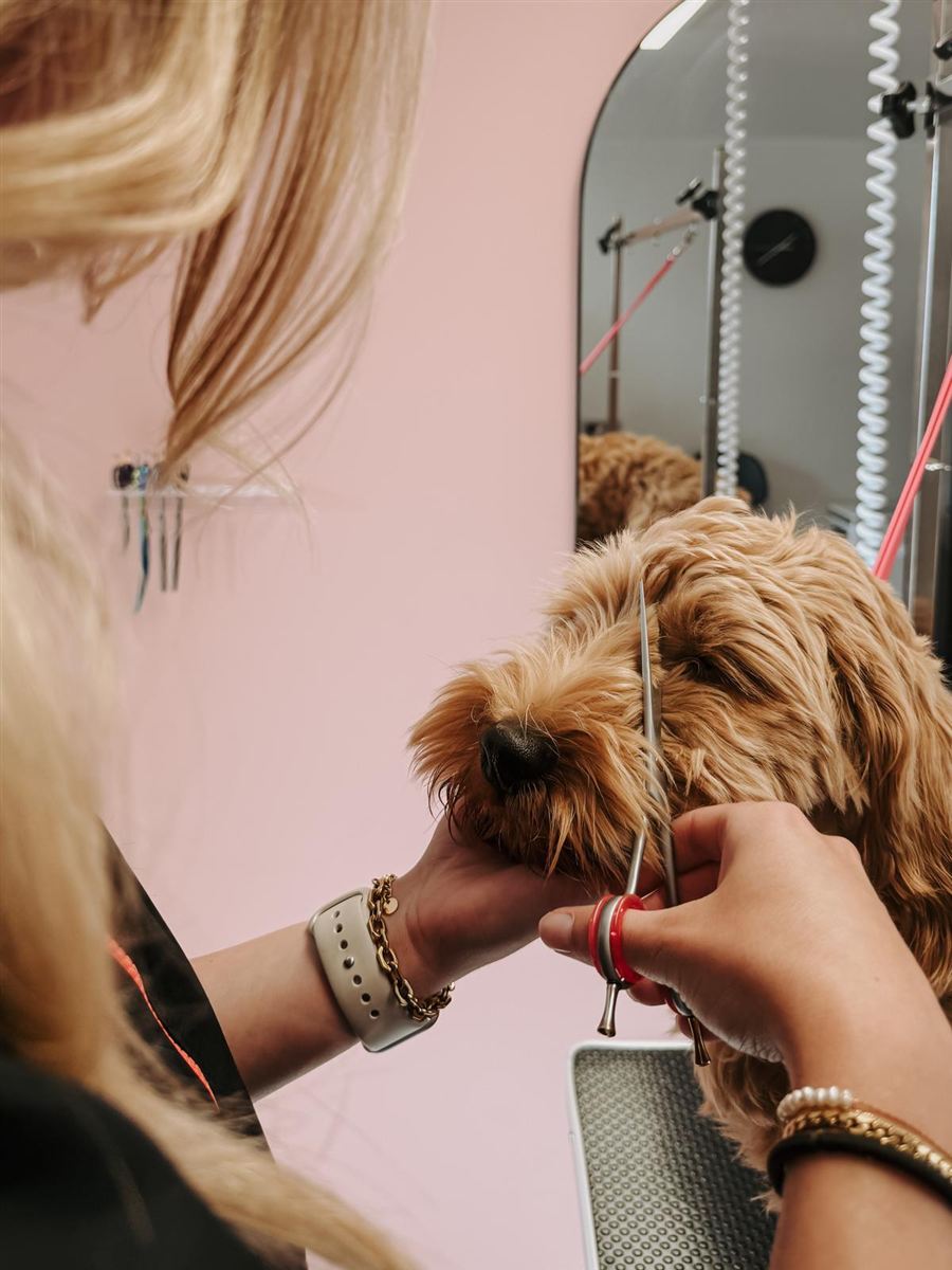 Vacht rondom de ogen van een hond wordt voorzichtig bijgeknipt met een schaar