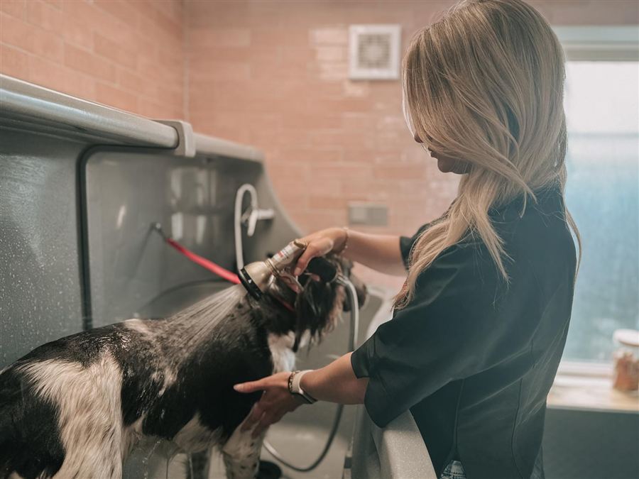 Hond wordt gewassen met de douchekop in de trimsalon